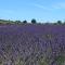 GITE COCOTTE LUBERON, FORCALQUIER