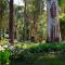 Selo Retreat- escape to this forest retreat
