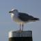 Paal 8 Hotel aan Zee - West aan Zee