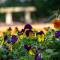 Finest Retreats - Rosebud Cottage