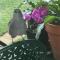 Bird Abode