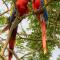 House of the Macaws - Tárcoles