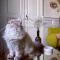 Le logis blanc bed&breakfast - Coursan