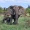The Wild Olive Tree Camp - Manyeleti Game Reserve
