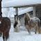 Pony-Ziegen-Hasen-Ranch Bichlbach - Bichlbach