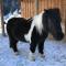 Pony-Ziegen-Hasen-Ranch Bichlbach