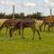 Luxury Safari Lodge surrounded by deer!! 'Fallow' - Crediton