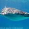 Magic Island Dive Resort