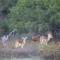 Waterberg Game Lodge