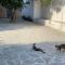 Little cellar - Chora Folegandros