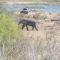 Stoep At Kruger