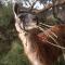 Dormir con llamas - Maimará