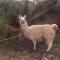 Dormir con llamas - Maimará