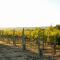 Linger Longer Vineyard