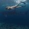 Tides Dhigurah