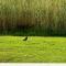 Hannahs Hideaway First row beautiful gulf views!!
