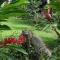 Granja Agua Azul, Wi-FI,AC-WC,Parking,la Fortuna - 福尔图纳