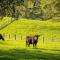 Henkley Cottage 2 Jeremiah - Central Tilba