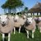 Vakantiepark De Krim Texel