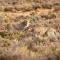 Inverdoorn Game Reserve Lodge