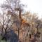 Inverdoorn Game Reserve Lodge