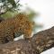 Pondoro Game Lodge - Rezervace Balule