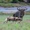 Pondoro Game Lodge - Rezervace Balule