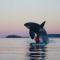 Seagull Studio Vacation Suite - Sooke