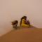Luxury Desert Camp Oman