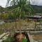 Dreamcatcher Homestay, Kundasang