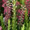 Gite de Montagne "Calluna" 1 ou 2 pers