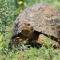 Simbonga Game Reserve & Sanctuary - Thornhill