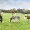 Farmhouse Garden Shepherds Hut - Thursley