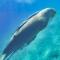 Blue Vision Diving Hotel - Marsza Alam