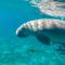 Blue Vision Diving Hotel - Marsza Alam