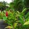 Color Garden - Studio Martinique