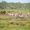 Lake Ndutu Luxury Tented Lodge - Sinoni