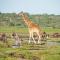 Lake Ndutu Luxury Tented Lodge - Sinoni