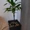 Room Marsonia