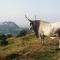 Fattoria Bio LA Ceccoli