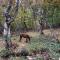 GLAMPING WOLF MOUNt