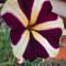 Morada Jaguary
