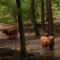 B&B aan de Koningsmuur - Dieren