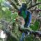 Monteverde Lodge