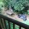 Chalet Colibri , Les ANSES dARLET 200 m plage