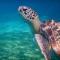 Chalet Colibri , Les ANSES dARLET 200 m plage