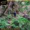 Mount Sheba Rainforest Hotel & Resort - Pilgrimʼs Rest