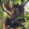 Sumatra Cheeky Monkeys - Bukit Lawang