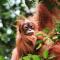 Sumatra Cheeky Monkeys - Bukit Lawang