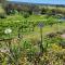 Mistress Block Vineyard